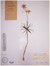 F. verticillata jimunaica type